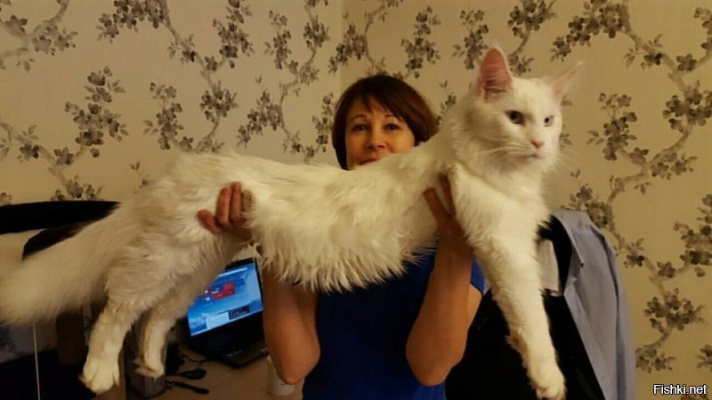 Солянка от 12.12.2018