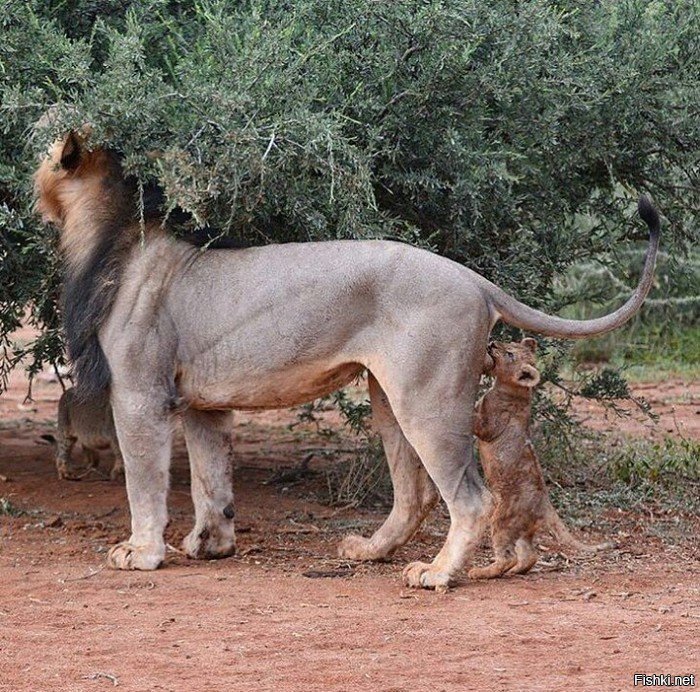 Невероятные фотографии, сделанные за секунду до...