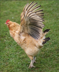 курицу забыли:)