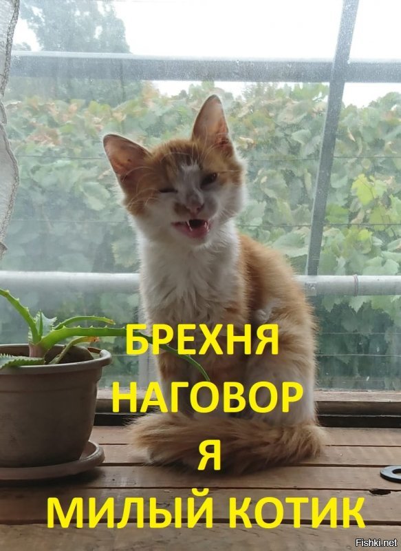 Кот-разрушитель продается за 197 тысяч рублей