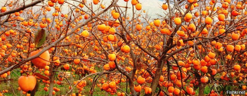 Солянка от 13.12.2018