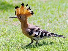 Ну сравнил так сравнил, Удоды в шоке...