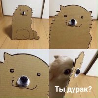 30 смешных кошек и собак до и после того, как они побывали у парикмахера