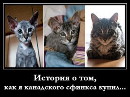 30 смешных кошек и собак до и после того, как они побывали у парикмахера