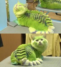 30 смешных кошек и собак до и после того, как они побывали у парикмахера