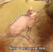 30 смешных кошек и собак до и после того, как они побывали у парикмахера