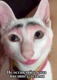 30 смешных кошек и собак до и после того, как они побывали у парикмахера