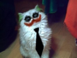 30 смешных кошек и собак до и после того, как они побывали у парикмахера