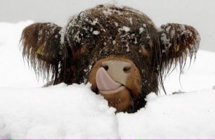 Самый маленький бычок в мире, родившийся в США, по размерам не больше кошки