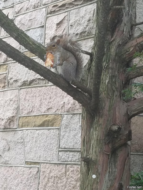 Правда ли, что американцы любят заказывать пиццу и насколько она дешевая