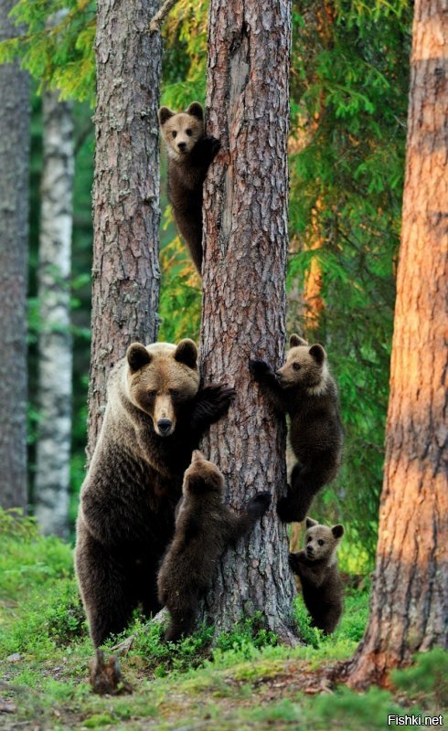 Солянка от 13.12.2018