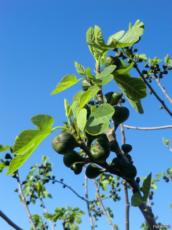 Фиг тебе , а не подарок...А так СЧАСТЬЯ !!! Поздравляю!