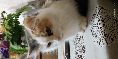 Моя мелкая уродилась. Но наглости на семерых!
P. S. Не пойму почему Фишки начали разворачивать фотки... В предпросмотре Проводника и в просмотре ACDSee открывается правильно...