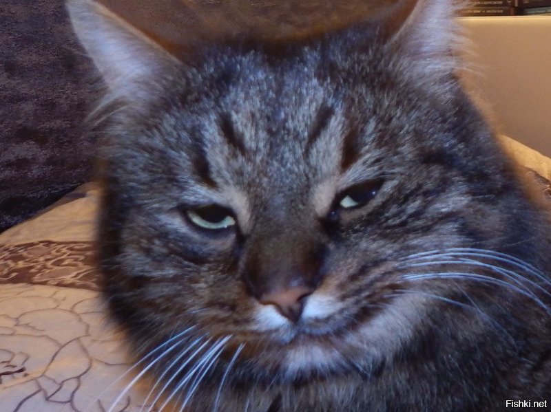 Солянка от 14.12.2018