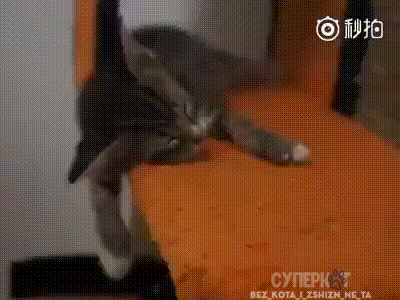 Каждый котик может становиться жидкостью