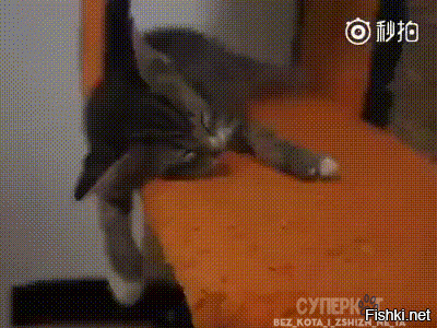 Каждый котик может становиться жидкостью