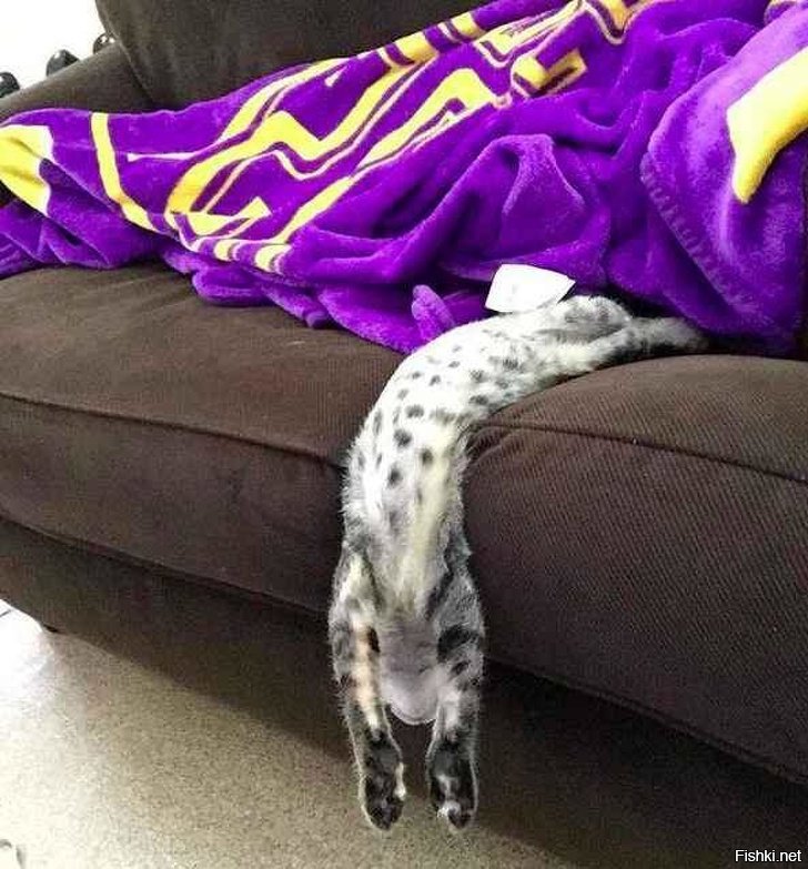 Каждый котик может становиться жидкостью