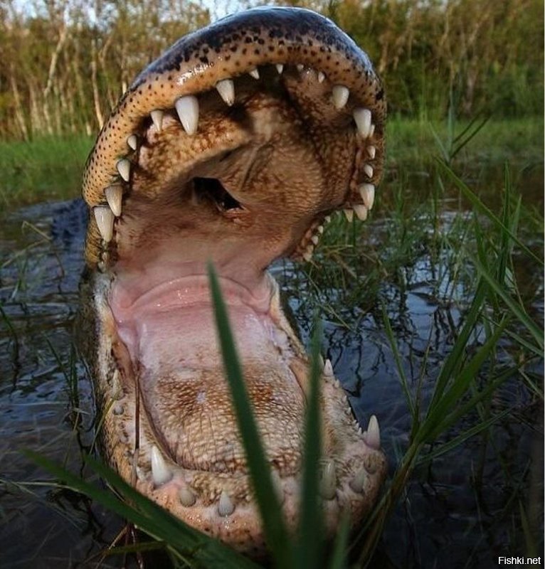 Солянка от 14.12.2018