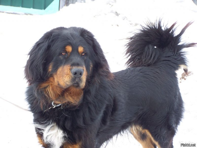 Щенки Бурята никому не нужны?