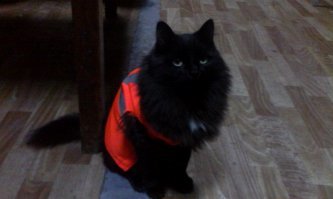 Кота можно сделать заметнее.