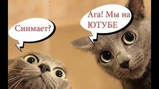 Прикольные и смешные картинки