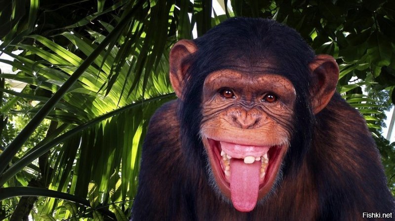 Ну и где эти полярники