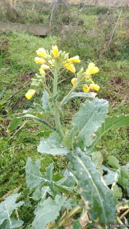 Картинку надо подписывать автору, а не писать правильно...
Привет!!!
Жизнь движется...