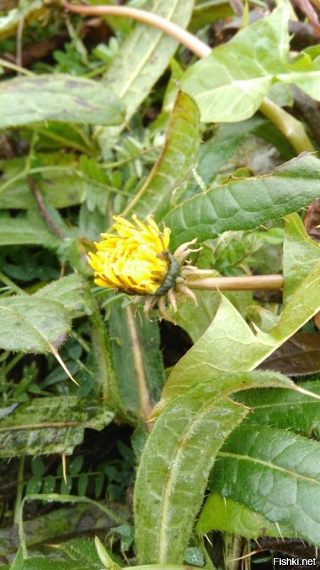 Картинку надо подписывать автору, а не писать правильно...
Привет!!!
Жизнь движется...