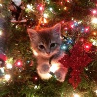 Главное украшение