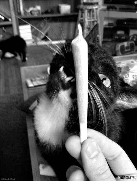 Солянка от 16.12.2018