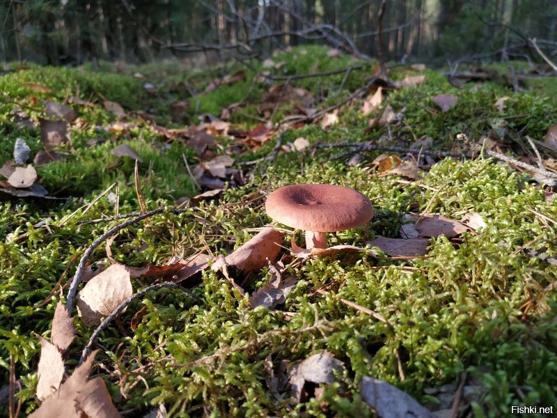 Солянка от 16.12.2018