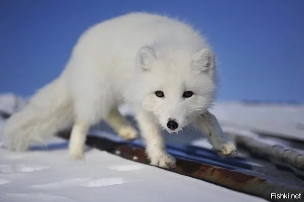 Зачатие песца: