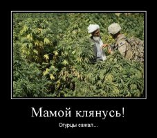 Экзотические огурцы