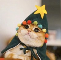 15 фото прикольных животных, у которых явно были другие планы на праздник