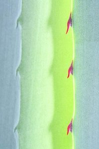 Вот этот рисунок (или якобы фото) в категории "Живой мир" я вообще не понял...