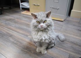 Да крут , но есть и другие крутые :