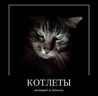 Как кошка с кошкой