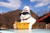 Картинки с надписями