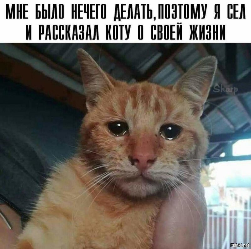 Хозяйка, ты у меня такая сентиментальная