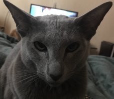 "Антивислоухая" злюка:)