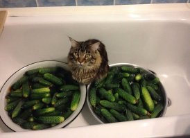 Правильно замаринованные огурчики это очень вкусно.