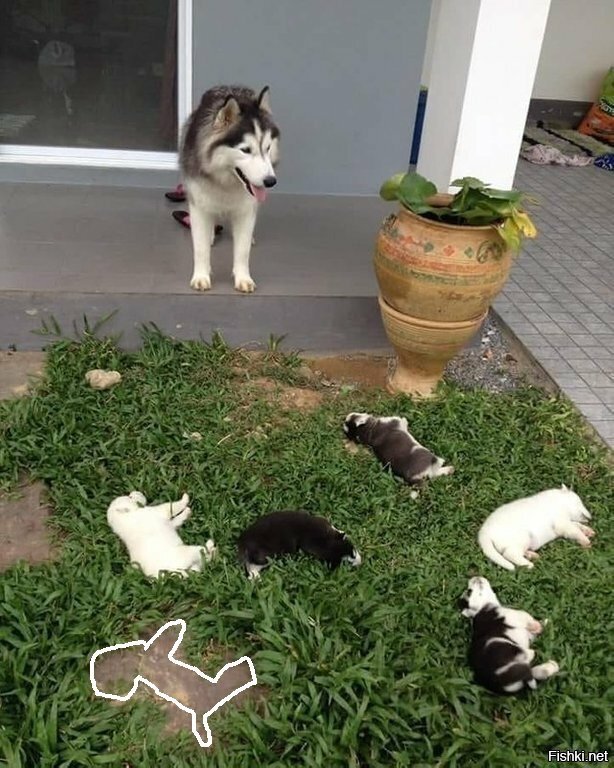 Один щенок сбежал