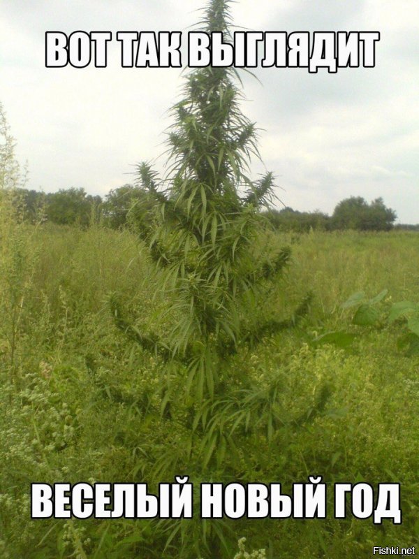 Я подарю тебе букет,