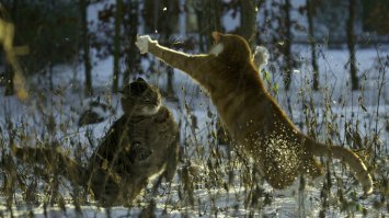 Как кошка с кошкой