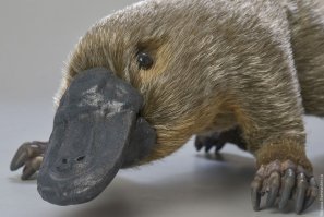 Её бабушку трахнул утконос