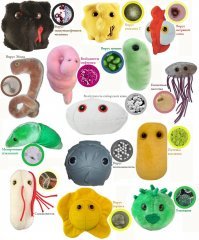 А может , это не мытое авокадо , поэтому к нему должны прилагаться вот эти плюшевые злодеи :