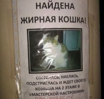 Как кошка с кошкой