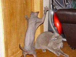 Как кошка с кошкой