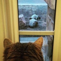 Как кошка с кошкой