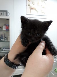 Почему дома нужен котик